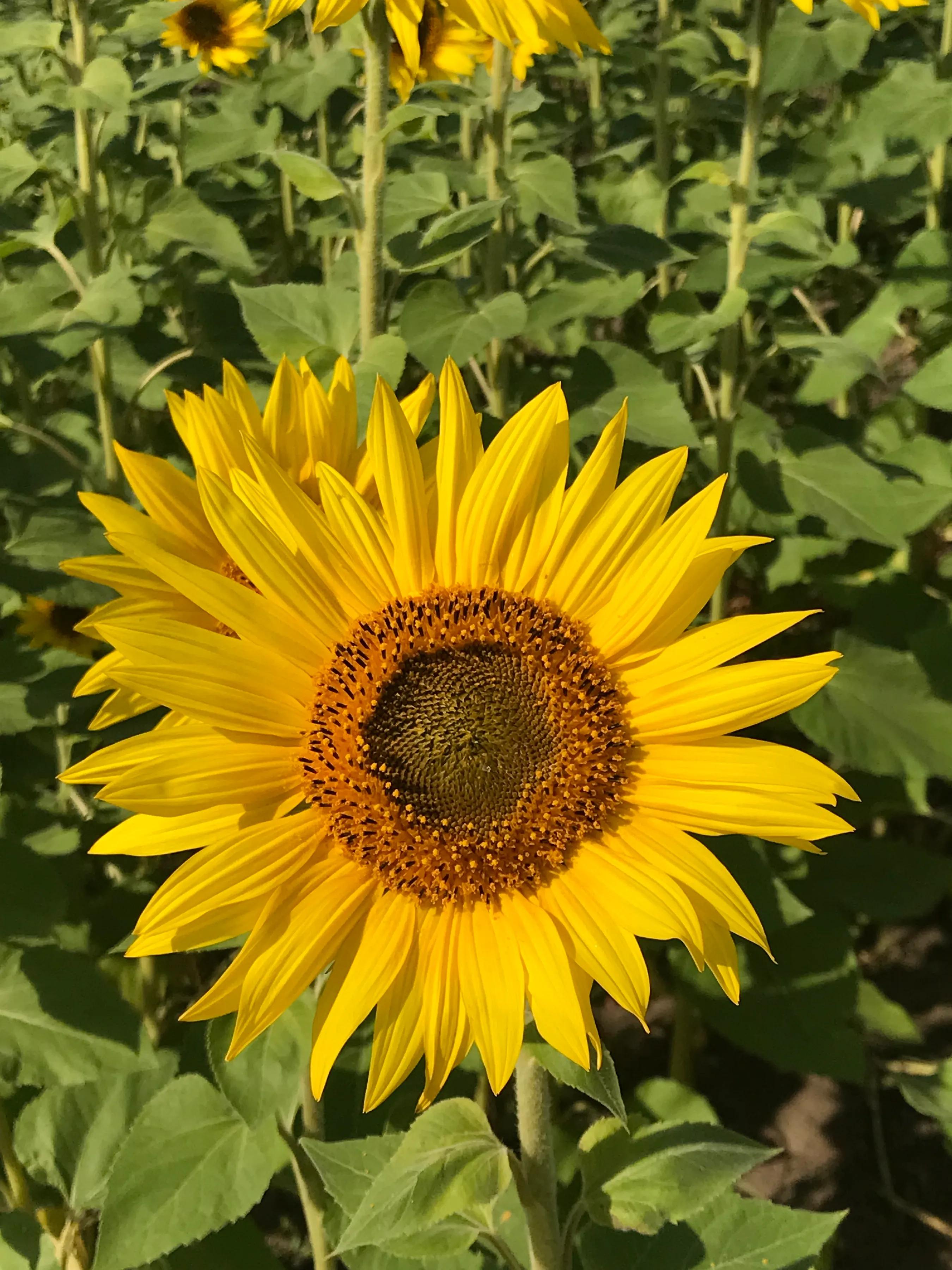 为什么人想拉屎,为什么男人总喜欢拉屎