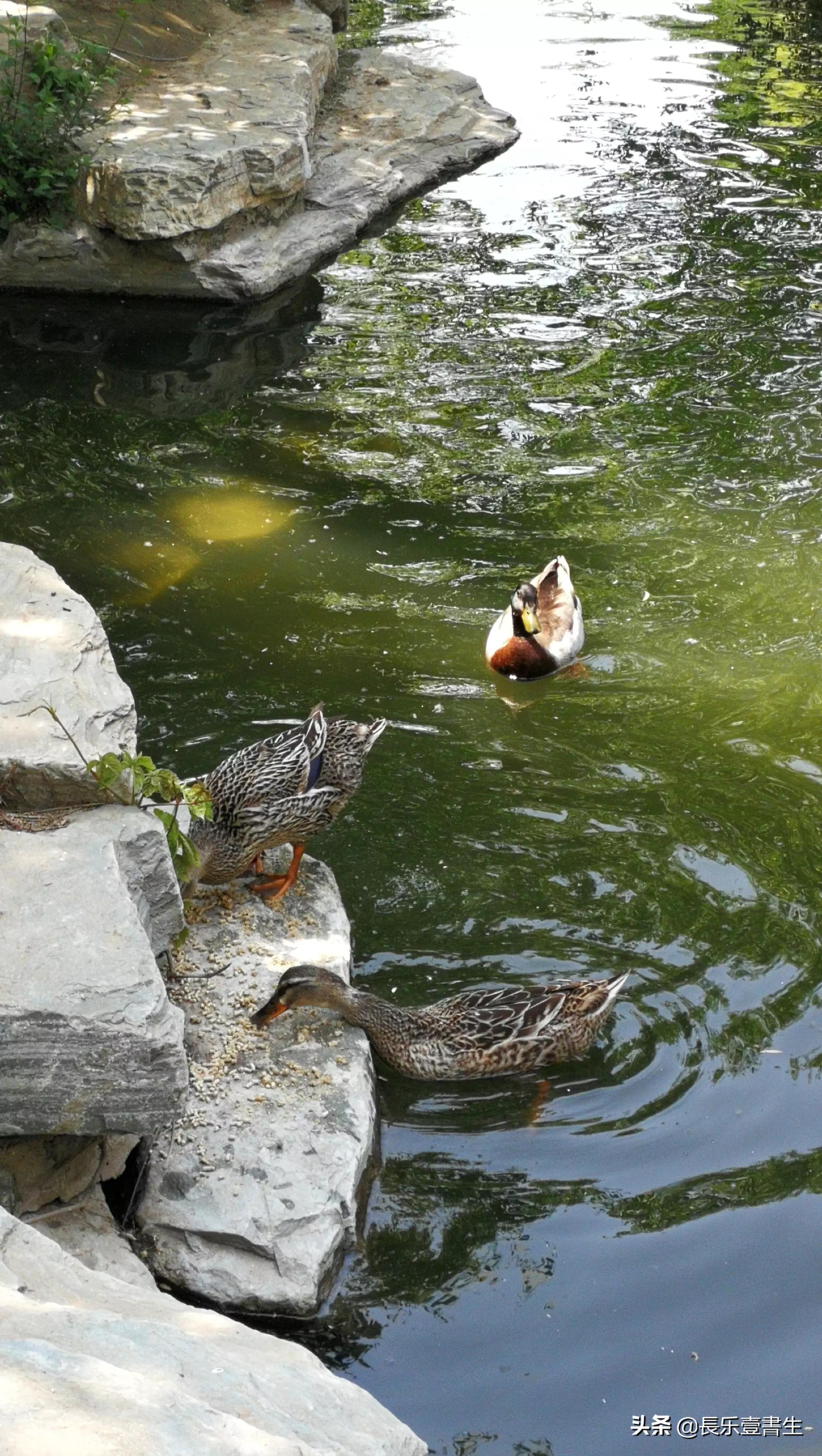 中国园林博物馆游览时间表,小众游玩强烈推荐北京园林博物馆