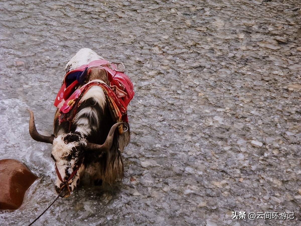 「一根风花雪月的鸡毛」（云南丨昆大丽香）