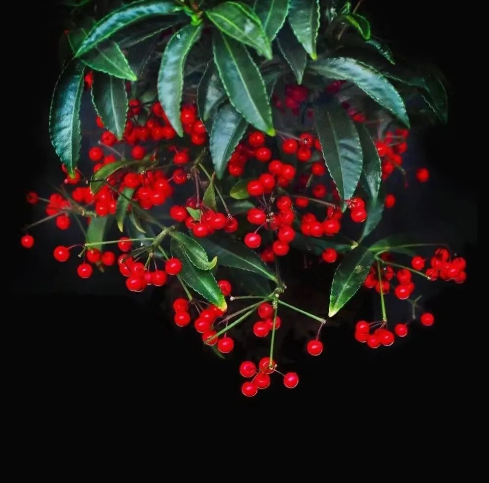 招财植物哪些最好养,家养招财的植物有哪些