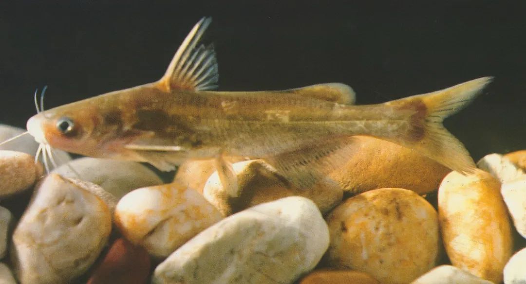 黑龙江三花五罗十八子图片,黑龙江名鱼三花五罗