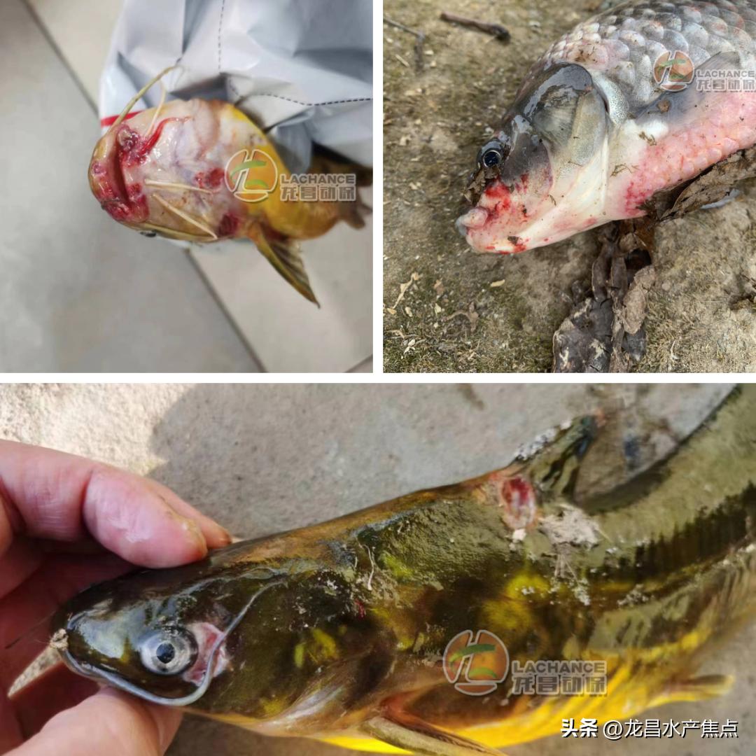 “烂嘴烂身”已成淡水鱼开春的梦魇，养殖户的出路在哪儿？