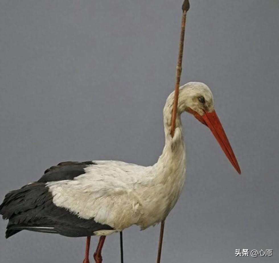 变态的纳粹德国，*光脱**犹太人女人衣服，集体*杀屠**!4