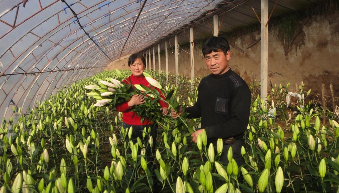 种的百合,种好百合最大的难题是什么