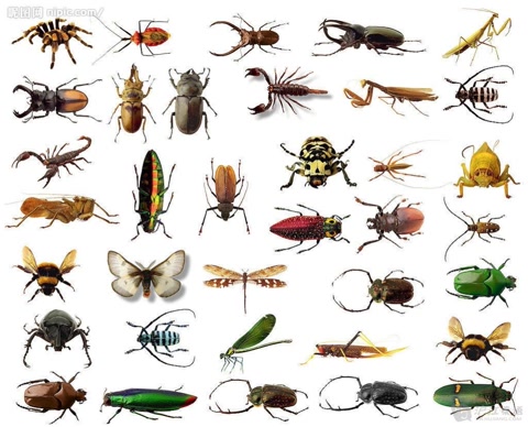 五毒之一蜈蚣为什么怕鸡,鸡为什么是蝎子的克星