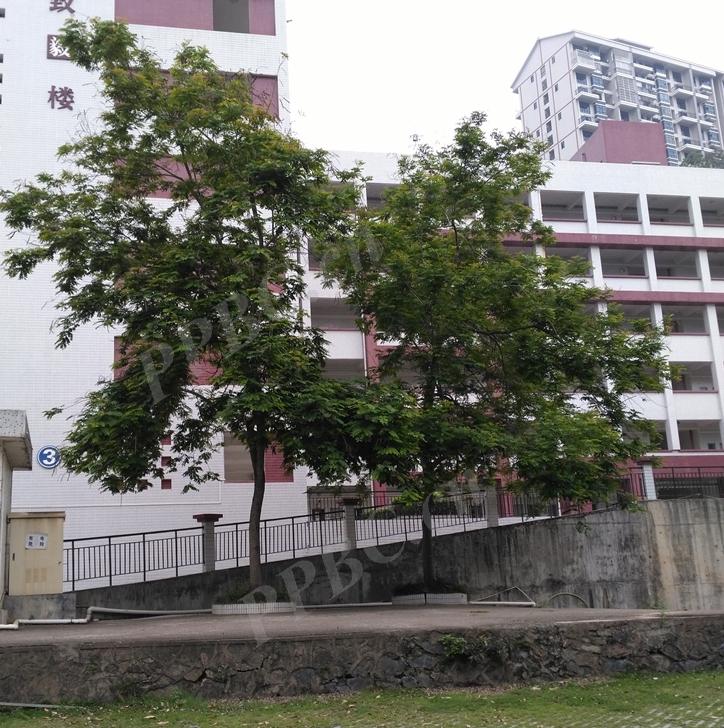 铁刀木和松木哪个好,铁力木和铁刀木哪个更好