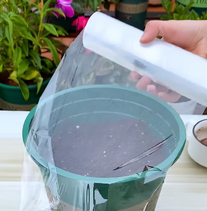 盆栽手捻葫芦种植时间和方法,室内种植手捻葫芦的最佳方法