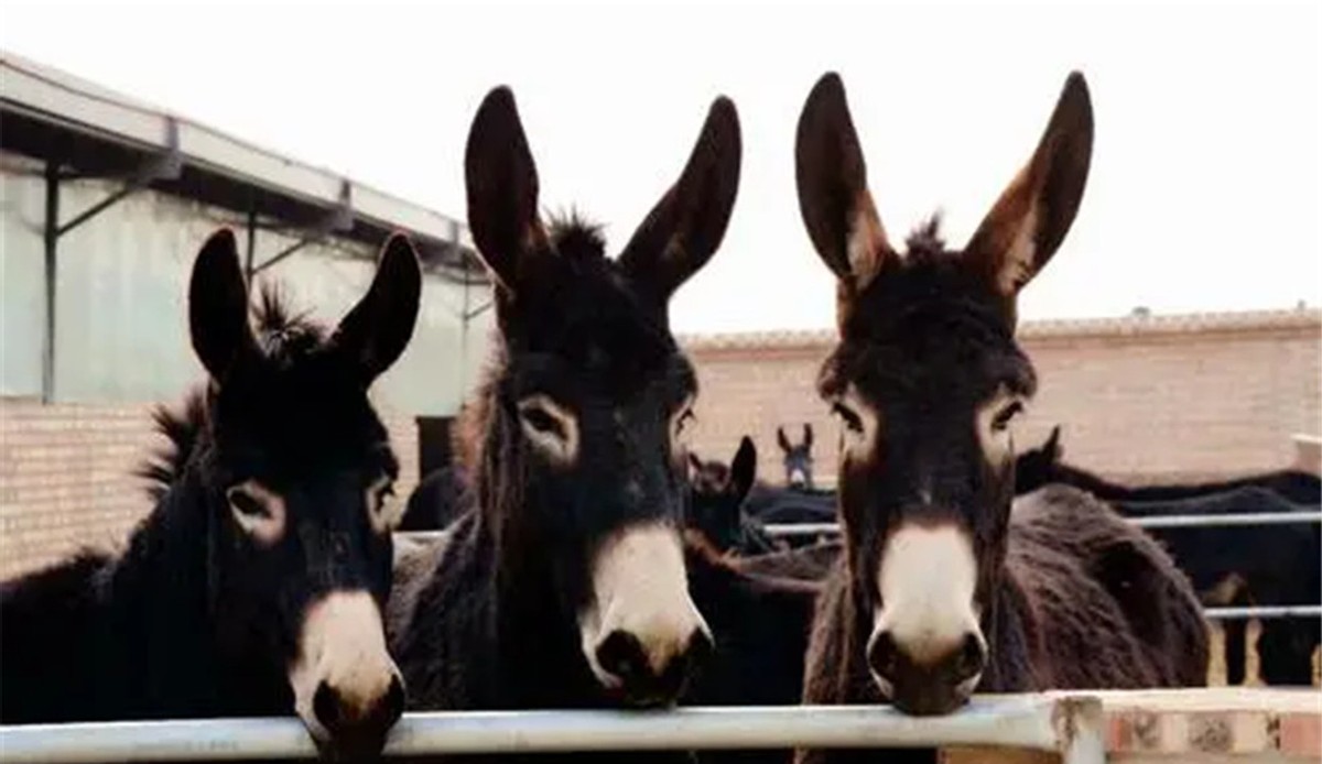 骡子怀孕必死？为何骡子无法生育后代？原来是“马和驴”惹的祸