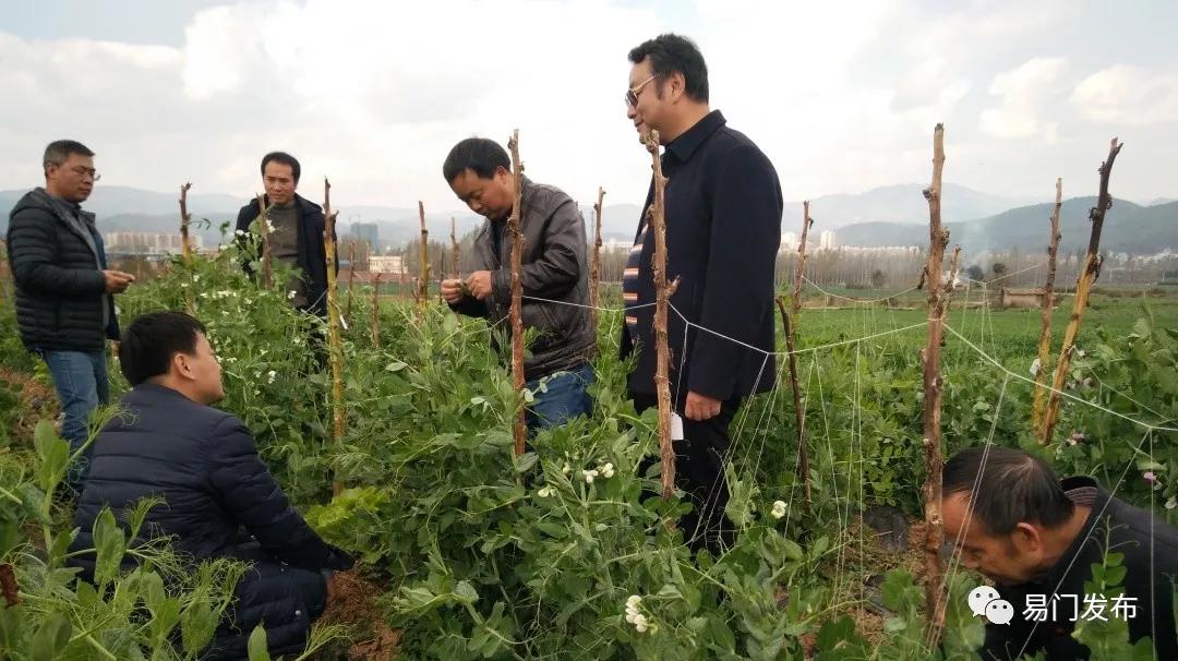 易门豌豆种子,易门种植专用农业产品