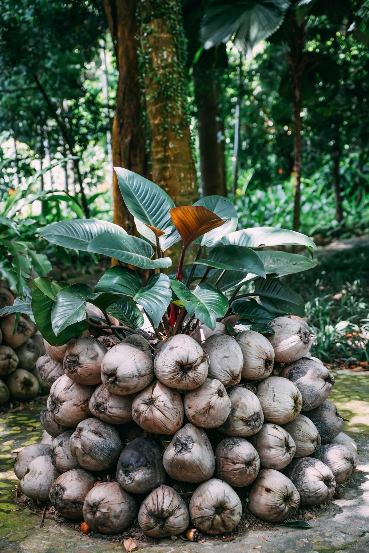 炎炎夏日，踏浪而来，赶赴一场和海南的约“惠”