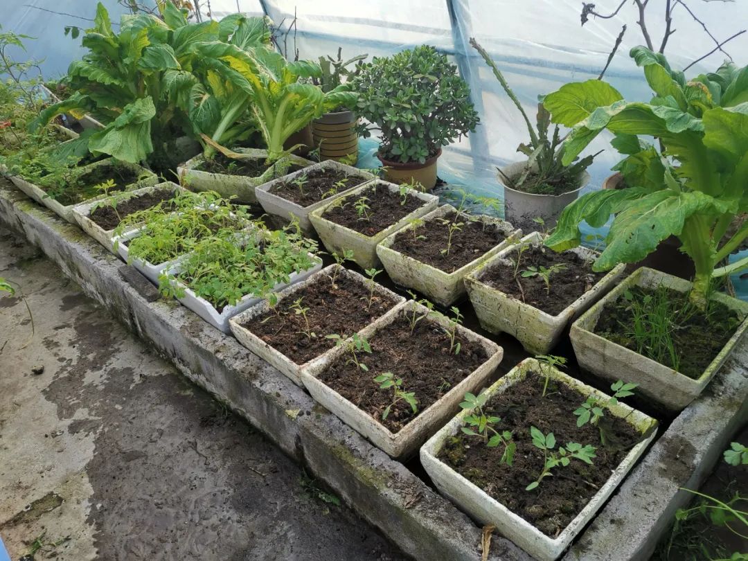 西红柿最近新消息,西红柿皮特别硬咋回事