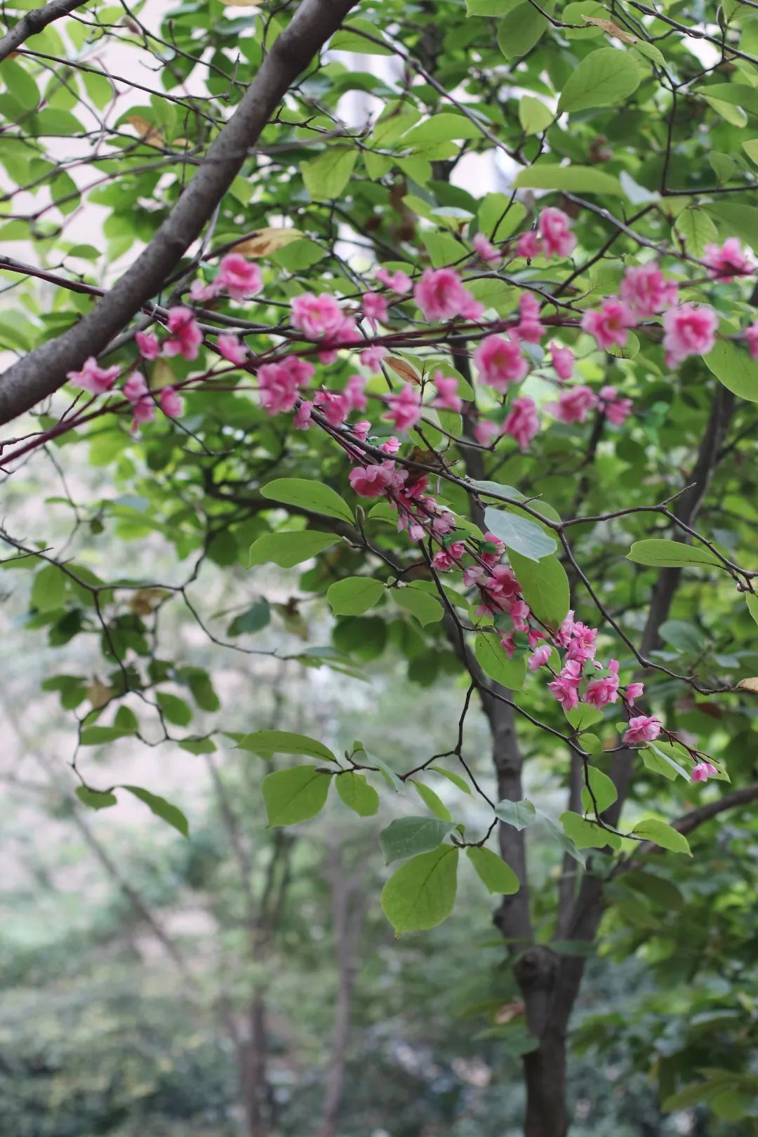 它在合肥房价高达2.8万，无数业主却说出了真实心声