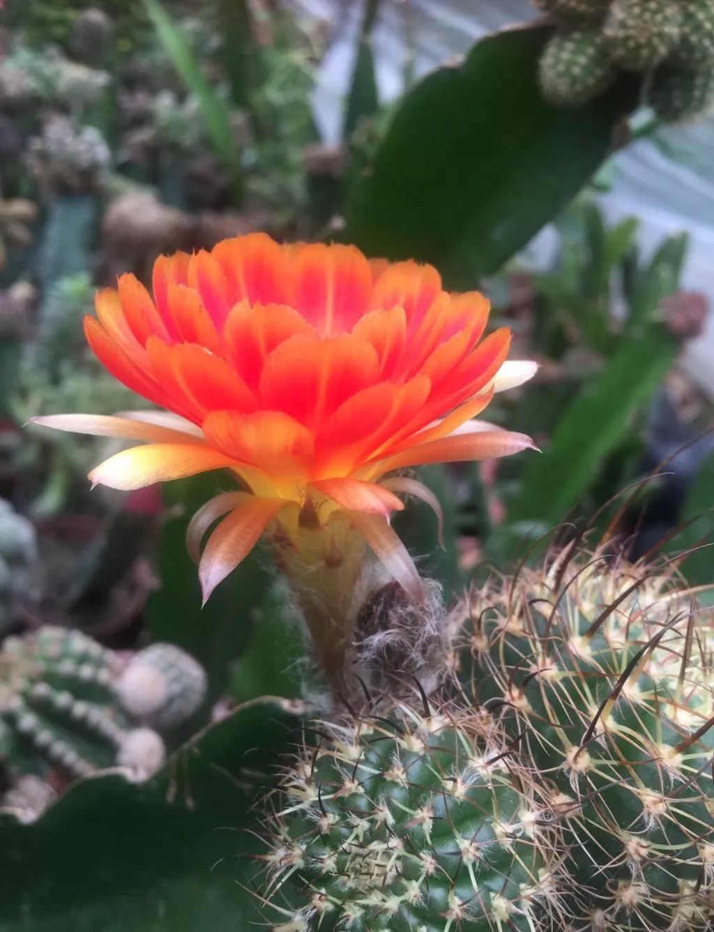 200种·仙人球开花图鉴，大开眼界，美到爆