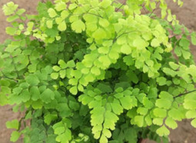 铁线蕨叶片发黄怎么救,铁线蕨叶片干枯