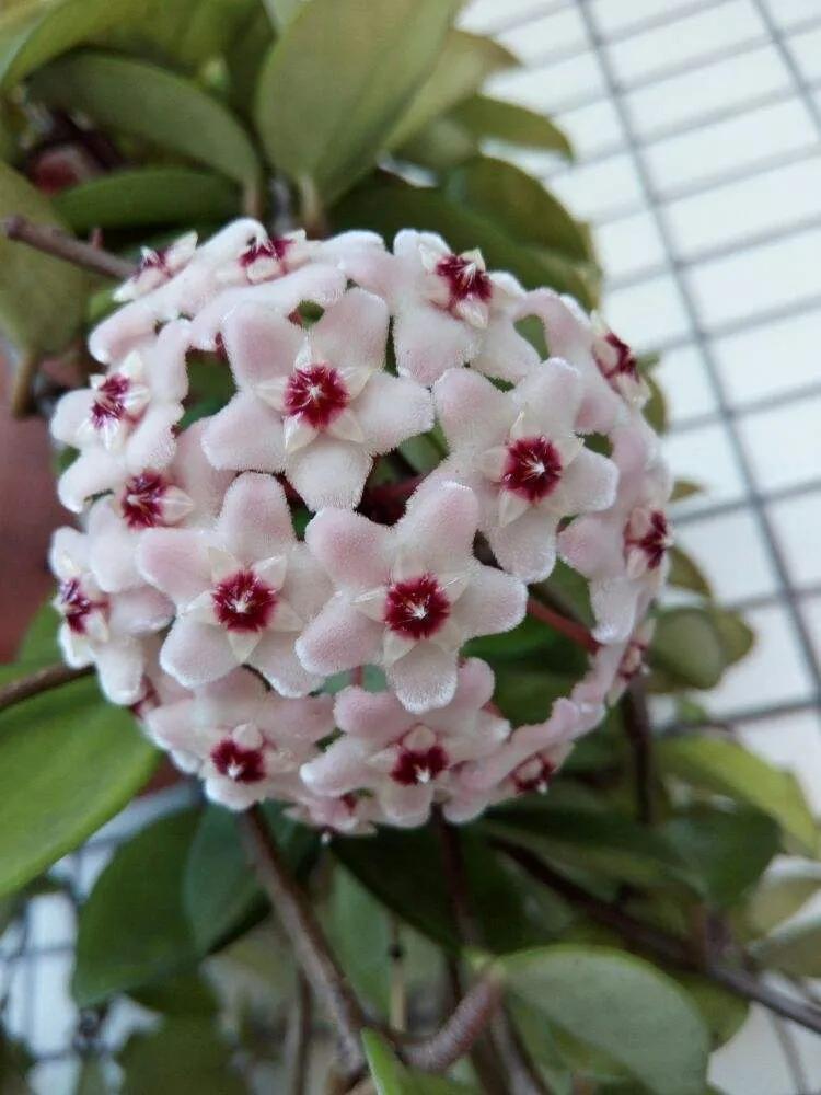 球兰花盛开瞬间,球兰花开完整版