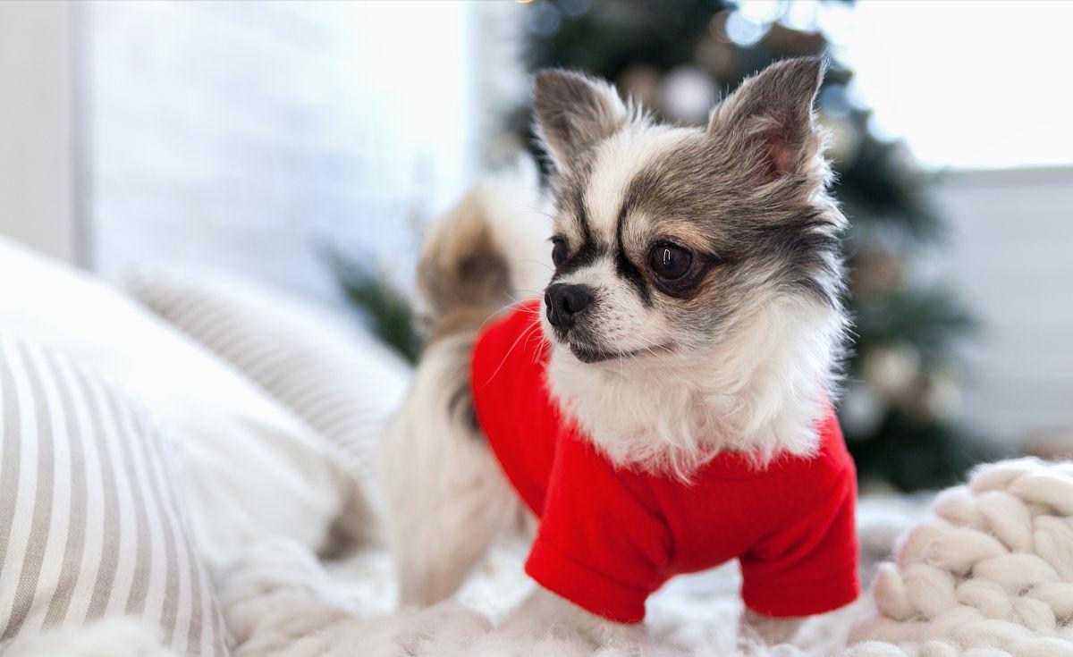 100个好听到爆的狗狗名字两个字,最近流行的狗名字