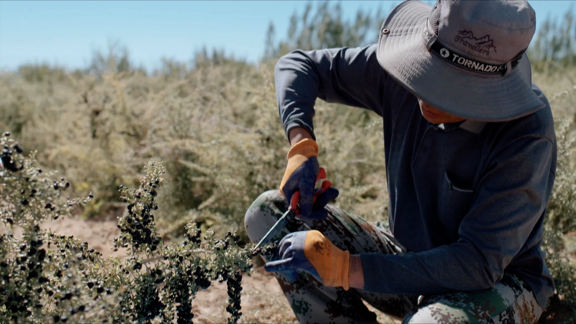 青海诺木洪枸杞今年什么时候摘,青海诺木洪枸杞采摘