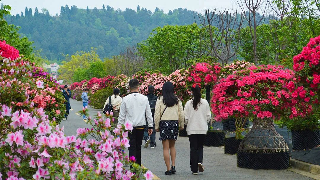 花卡特惠,新春钜惠不容错过