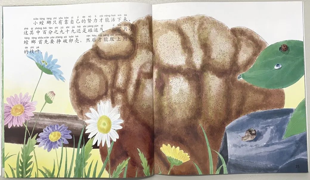 螳螂成长过程的绘本,昆虫相关科普绘本