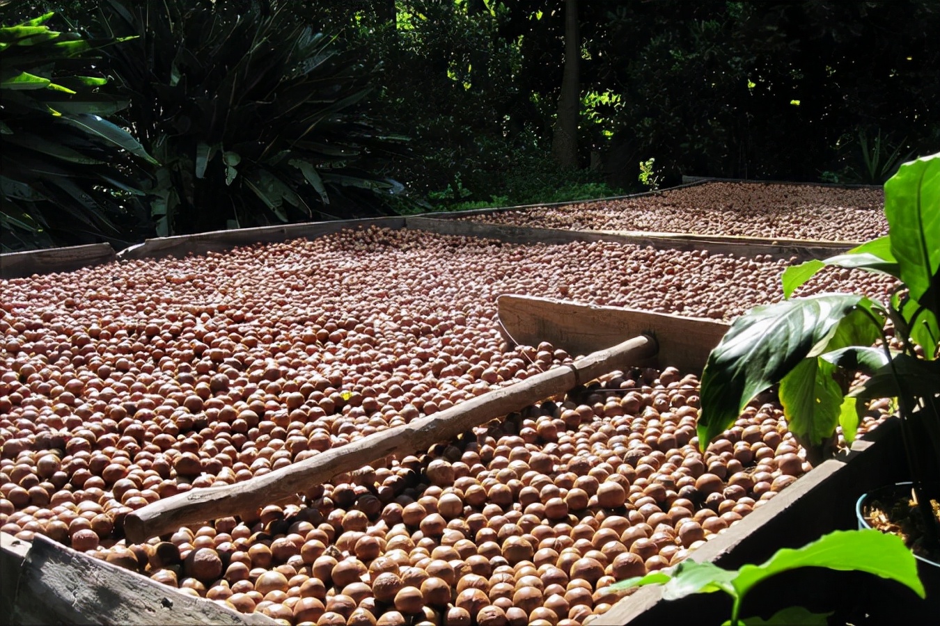 夏威夷果狗狗吃了会中毒吗,狗吃夏威夷果后几小时能出现问题