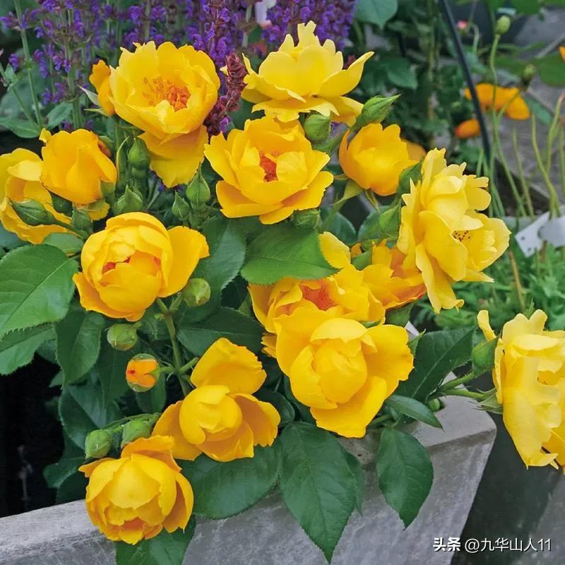 通过adr认证的月季品种,奥古斯塔路易斯月季是adr认证吗