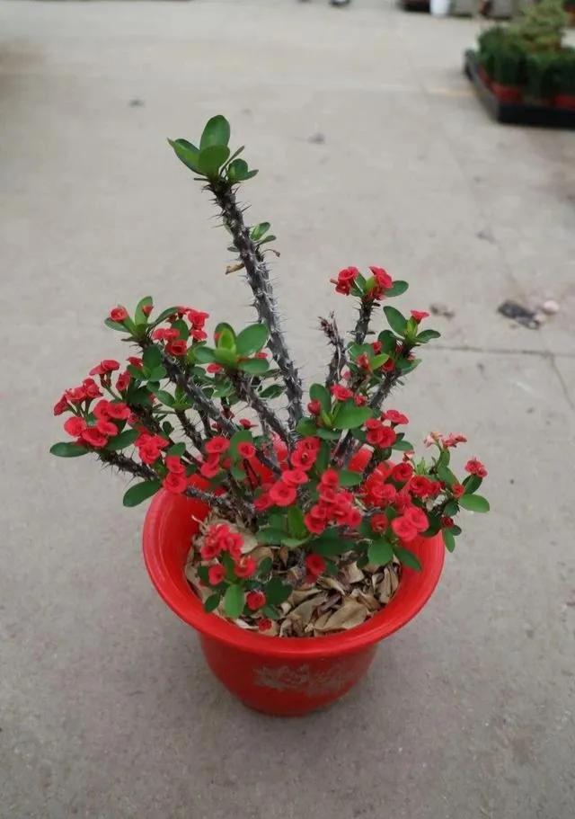 虎刺梅的养殖方法和注意事项秋冬,虎刺梅的养殖方法和注意事项有哪些