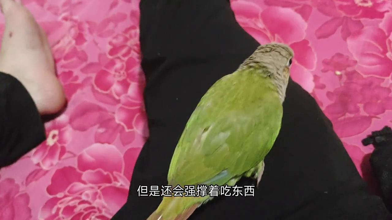 宠物鸟暴走怎么办,宠物鸟失温如何抢救
