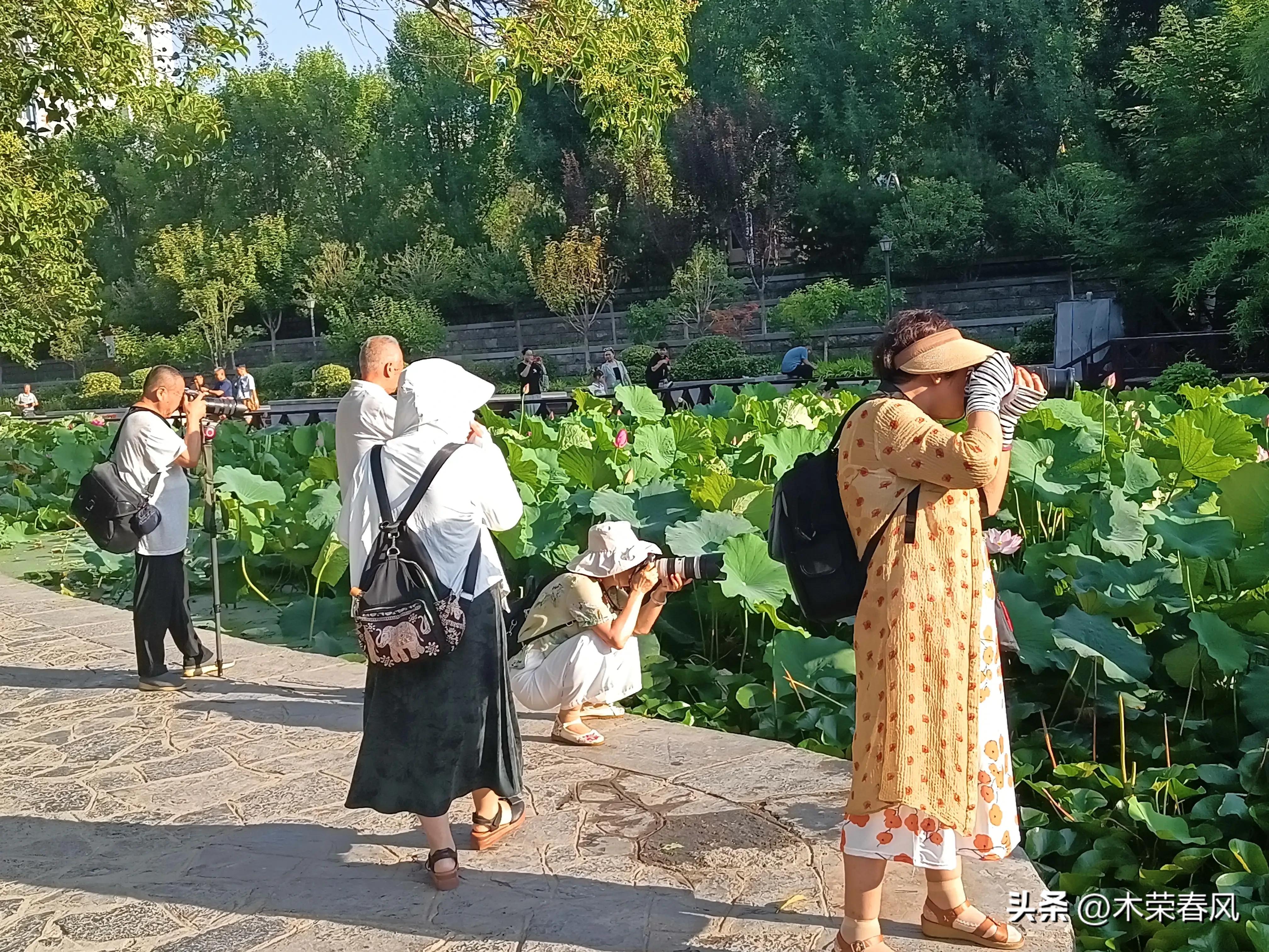 莲湖公园看荷花几点合适,莲湖公园荷花怎么走