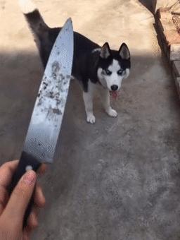 不建议养的10种狗排名,这7种狗公认无攻击性很适合家养