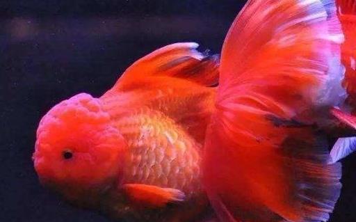 金鱼狮子头烂头黑头怎么治疗,狮子头金鱼头太大怎么办