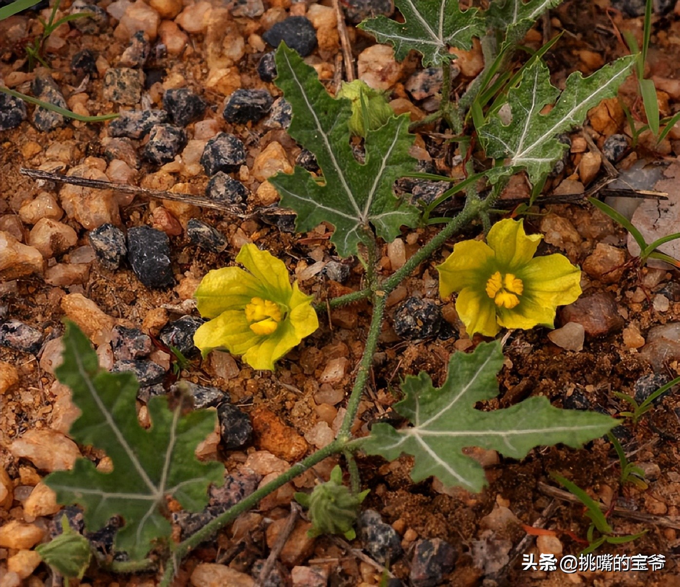 一身带刺长得像刺猬一样的西瓜，非洲沙漠中的水果——大羚羊瓜