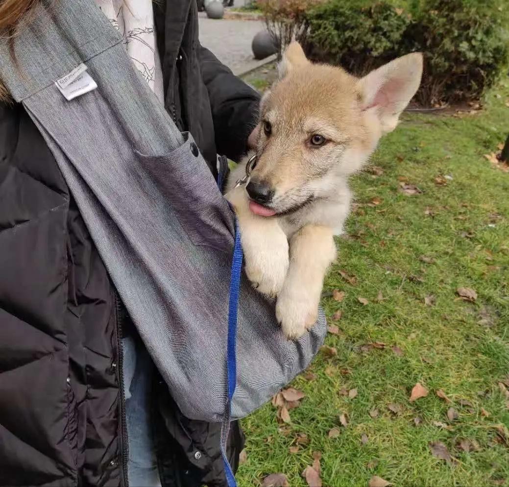 繁殖捷克狼犬赚钱吗,包办婚姻的狗狗