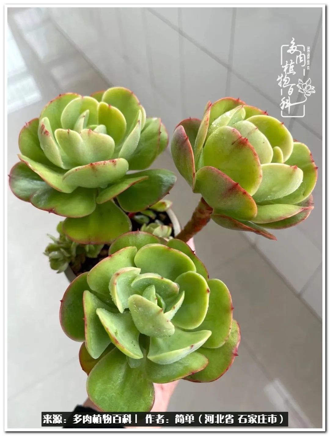 自从养了多肉以后视频,养多肉治愈生活中的疲惫和琐碎