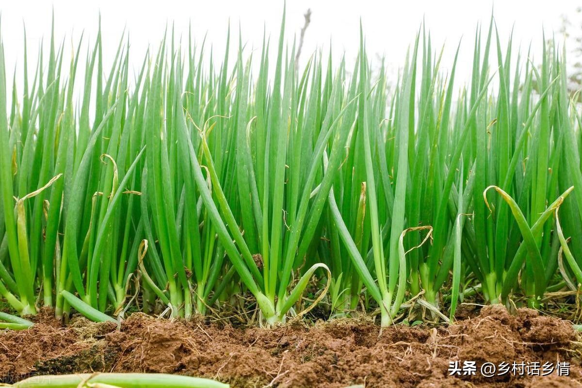 韭菜叶子上有小白点怎么回事,韭菜有黄叶和白点怎么回事