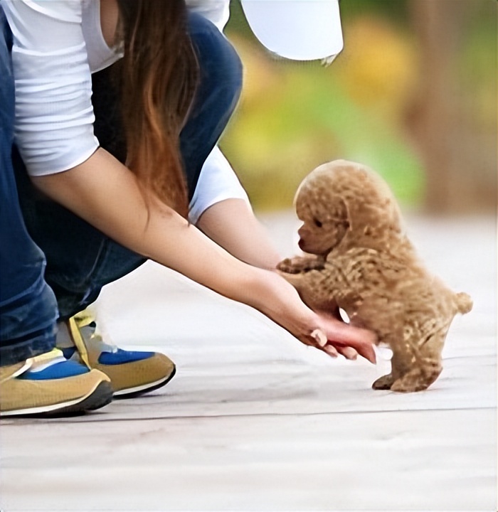 养泰迪还是比熊犬好养,养比熊犬好还是养泰迪犬好