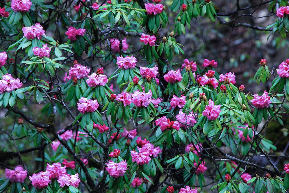 宝兴高山杜鹃,大别山杜鹃科普园