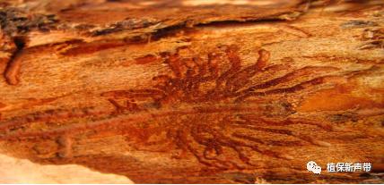 蛀干害虫为害症状识别,什么是蛀干害虫