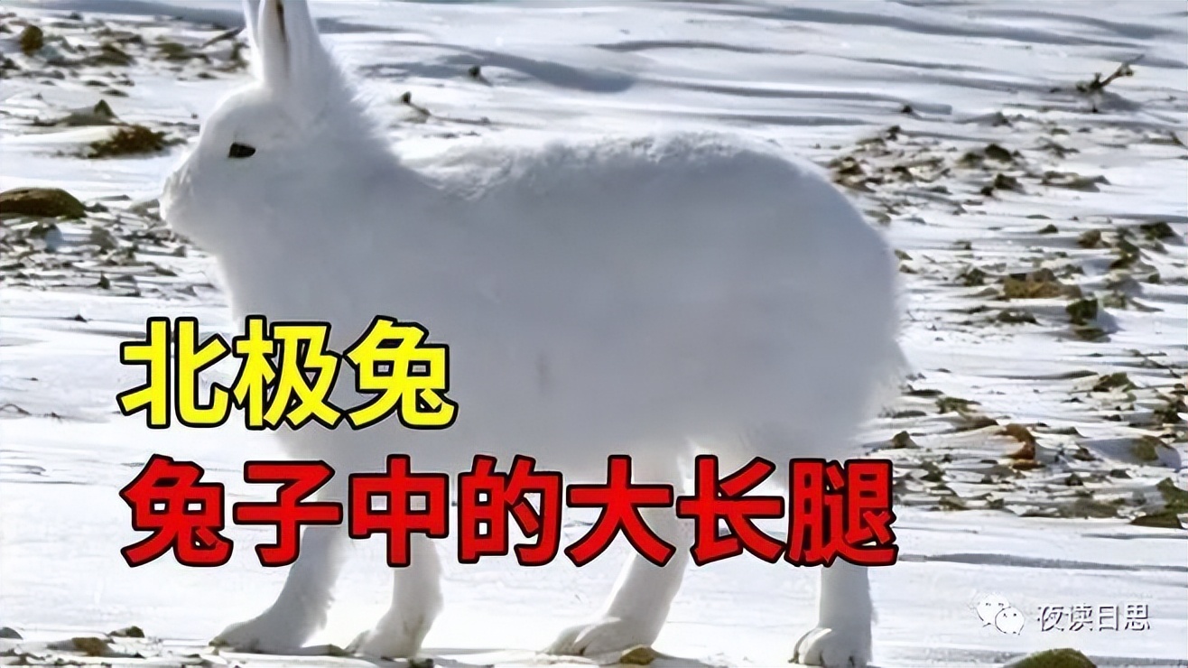 属兔的人和兔子有什么关系,兔年说兔的阅读理解