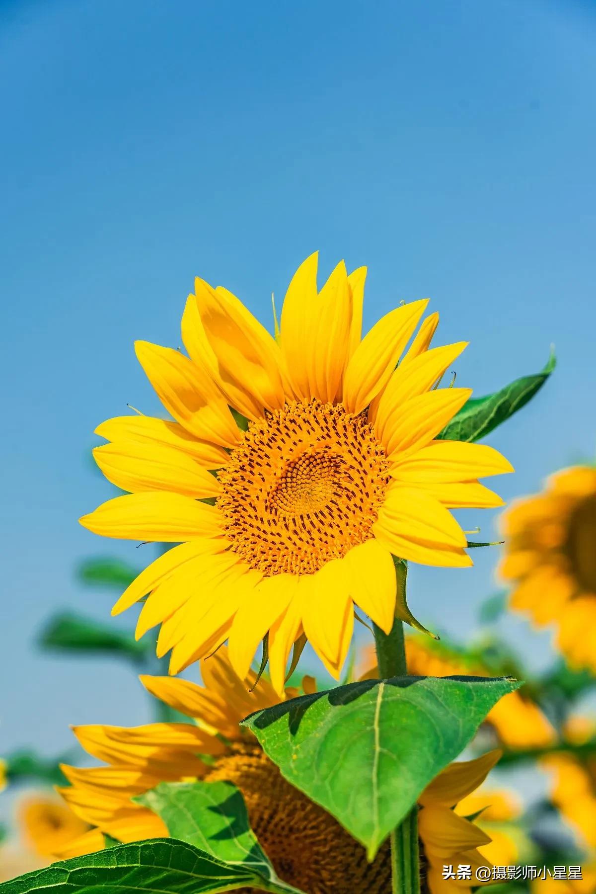 梵高向日葵拍摄,梵高向日葵欣赏视频