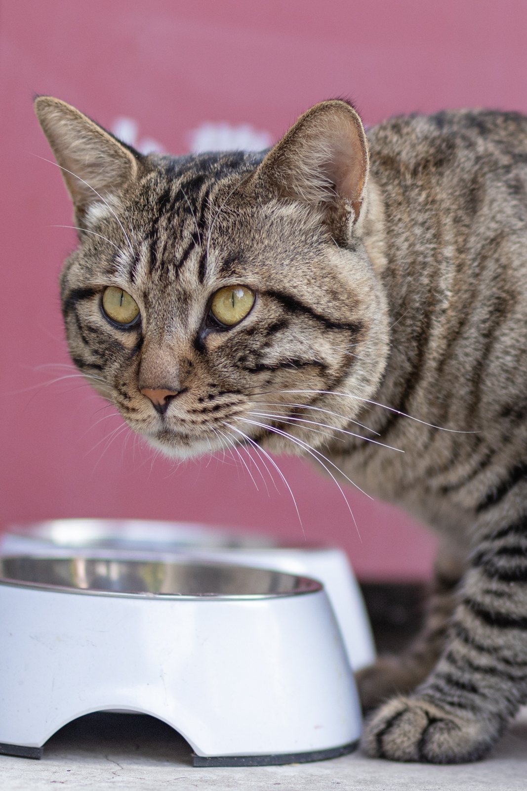 佳能eosr10实拍效果,佳能eosr10怎么样