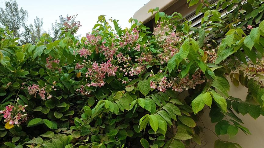 迪拜适合养什么植物,迪拜常见花草