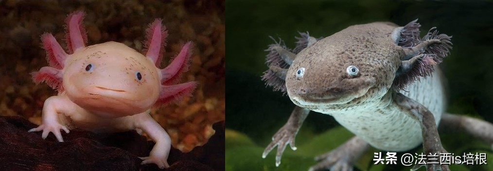 广州海关查获濒危红珊瑚制品348件,广州海关查获六角恐龙