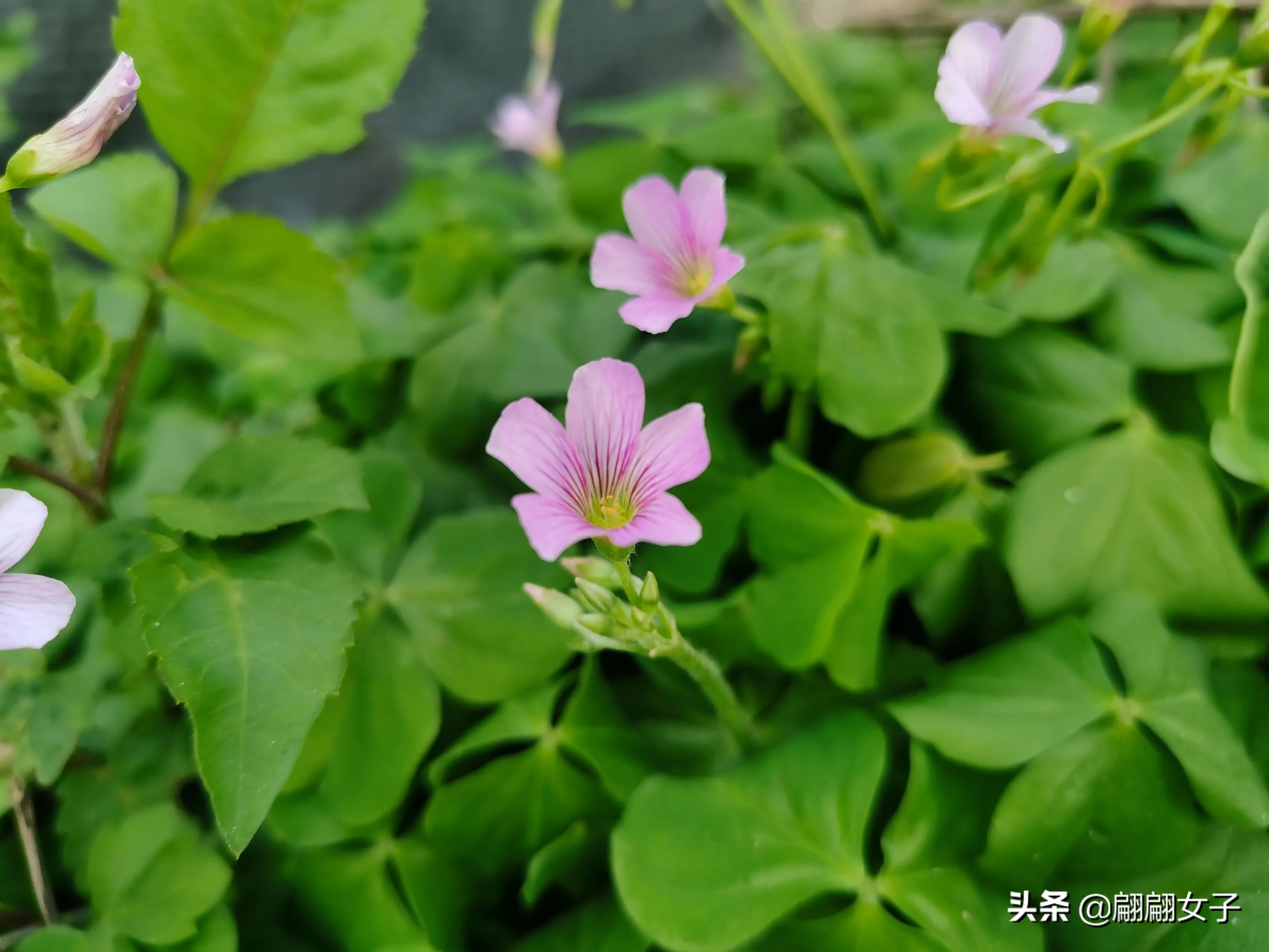 四叶草代表的愿望,四叶草象征着幸运和希望说一句话