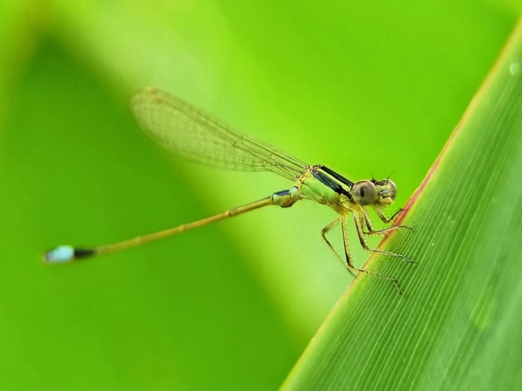昆虫摄影艺术展,昆虫世界摄影欣赏