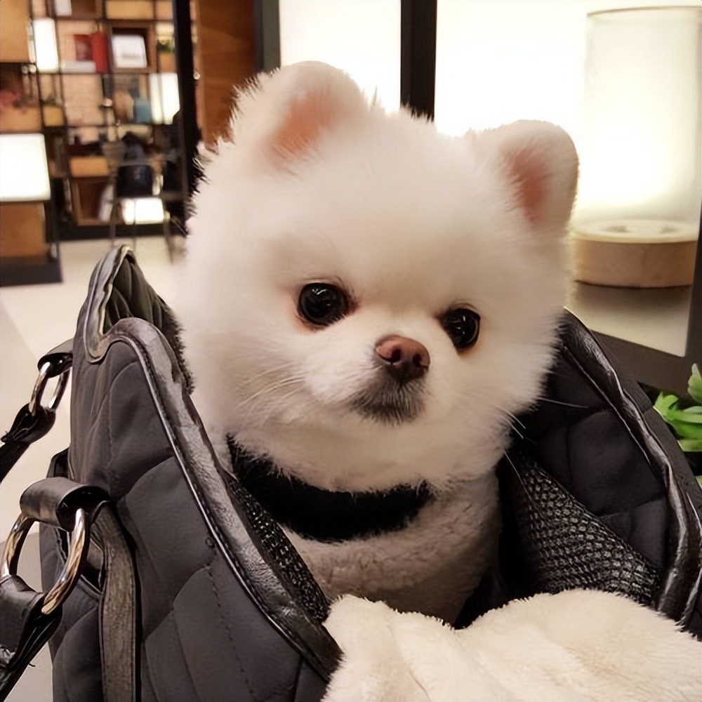 博美犬一生6大时期饲养全攻略,如何正确饲养博美犬3大注意事项