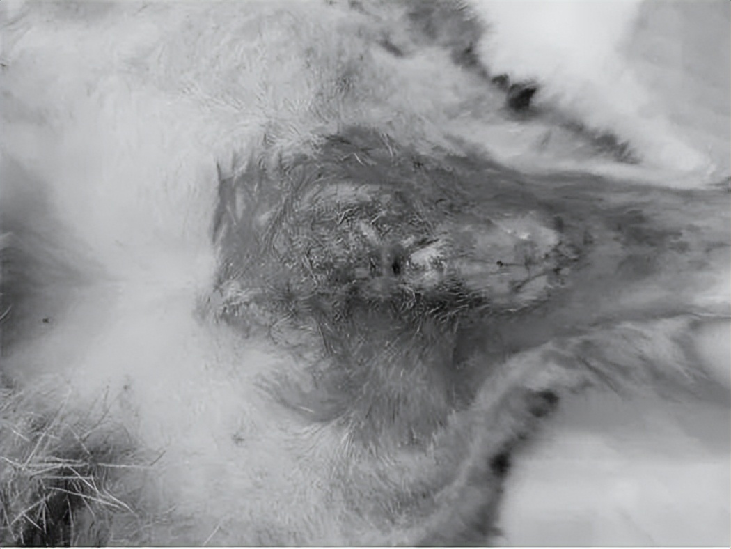 铲屎官有哪些难题,猫咪尿路感染缓解猫咪的小妙招