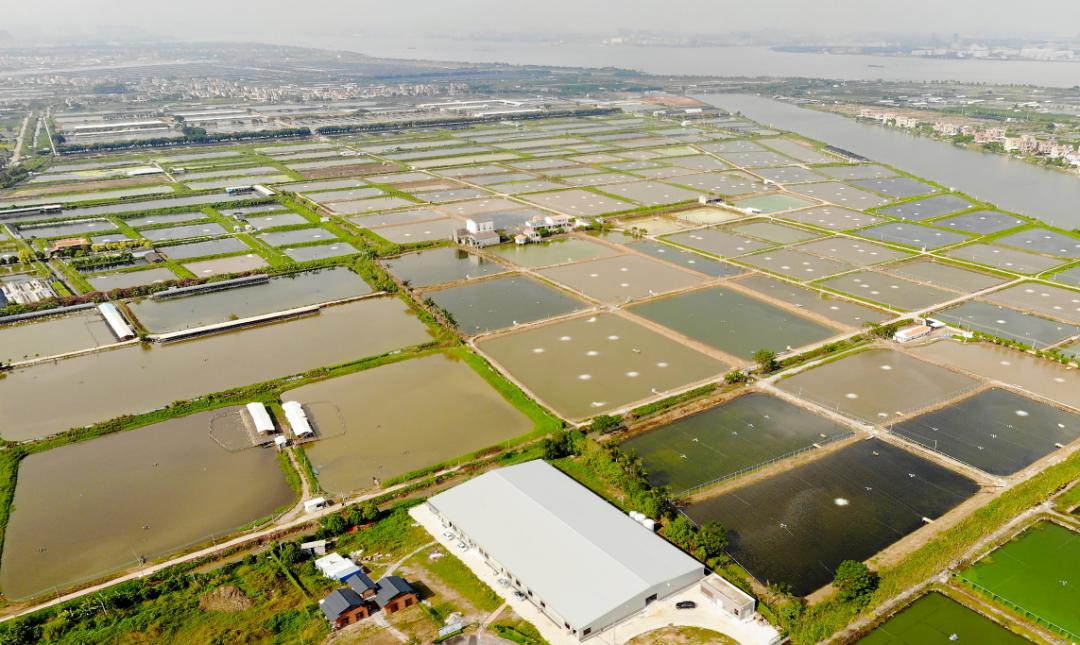 内循环环形跑道或圆形跑道养鱼,养鱼养殖场利润模式