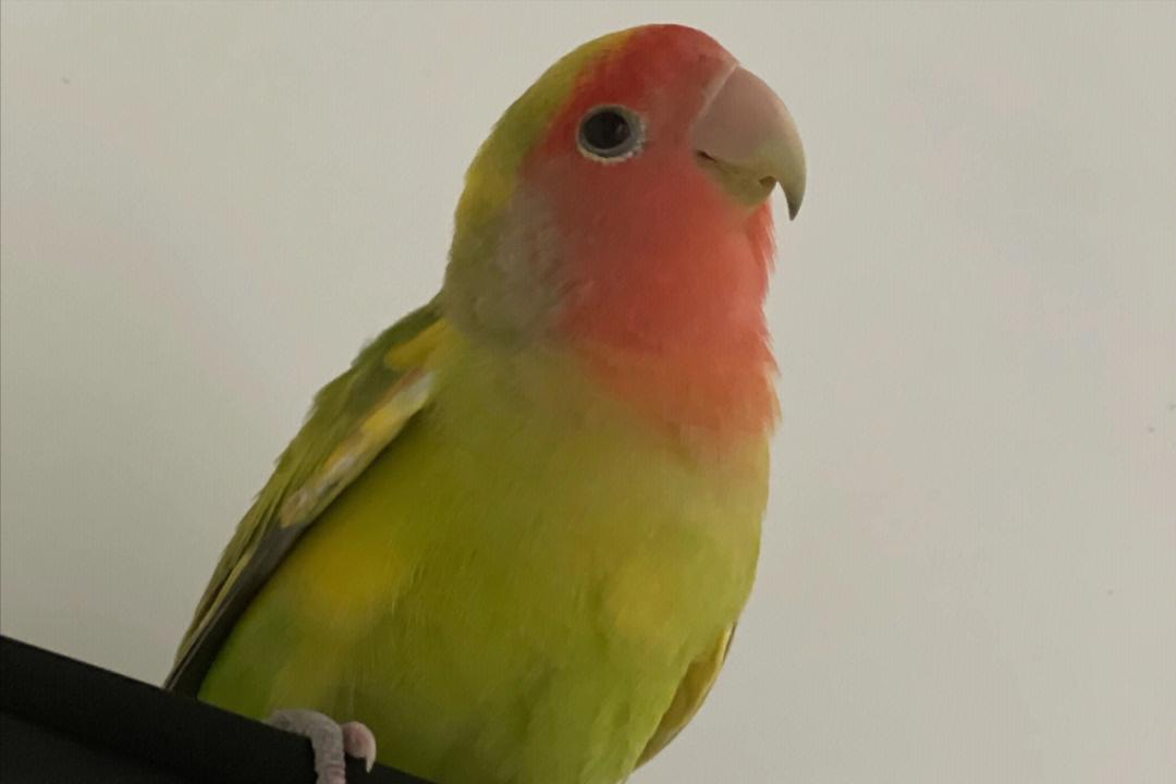 鹦鹉为什么一直拉水便拉稀,牡丹鹦鹉拉白色水状便怎么办