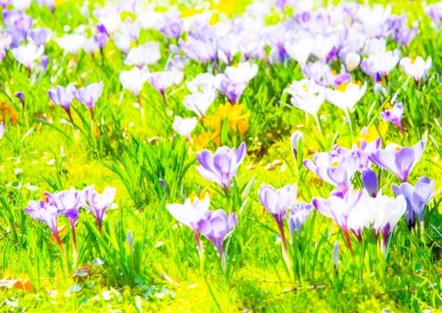 修心行善必有佛佑,心本善良一心向善愿善者得善报