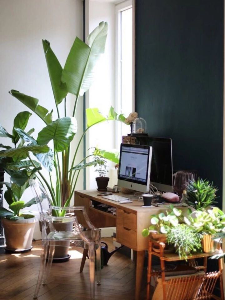 手残党也能养活的10种绿植,十种大家都在养易存活绿植